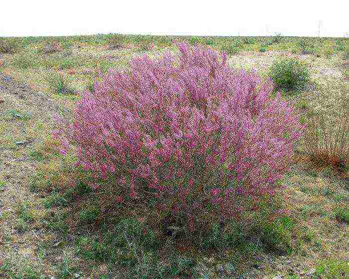 tamarix planting and care in the open field in the suburbs