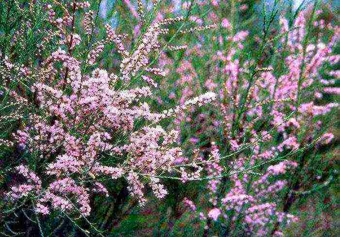 tamarix planting and care in the open field in the suburbs