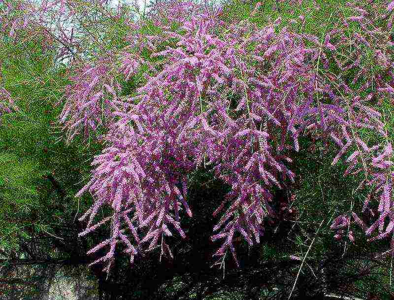 tamarix planting and care in the open field in the suburbs