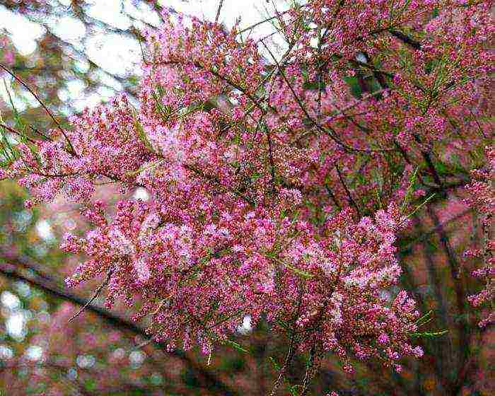 tamarix planting and care in the open field in the suburbs