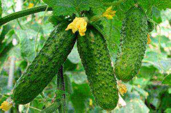 soil temperature for planting cucumbers in open ground