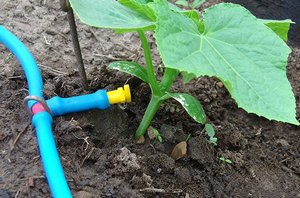 soil temperature for planting cucumbers in open ground