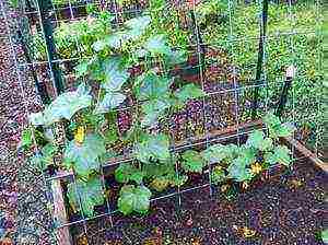 soil temperature for planting cucumbers in open ground