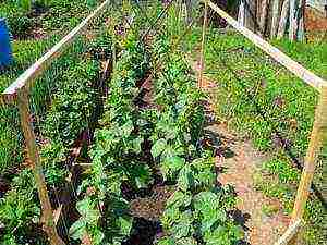 soil temperature for planting cucumbers in open ground