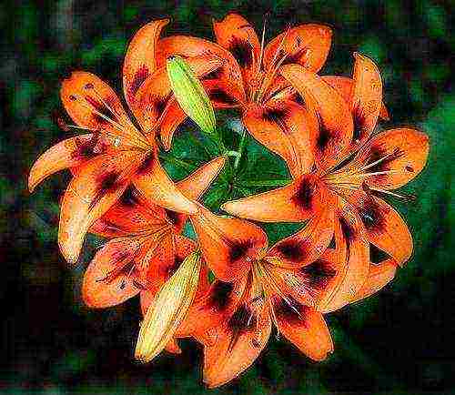 tiger lilies outdoor planting and care