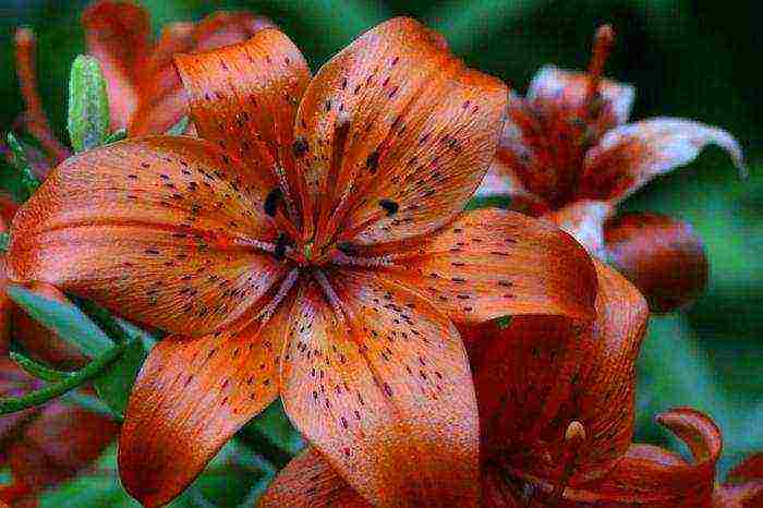 tiger lilies outdoor planting and care