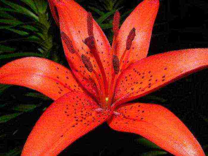 tiger lilies outdoor planting and care