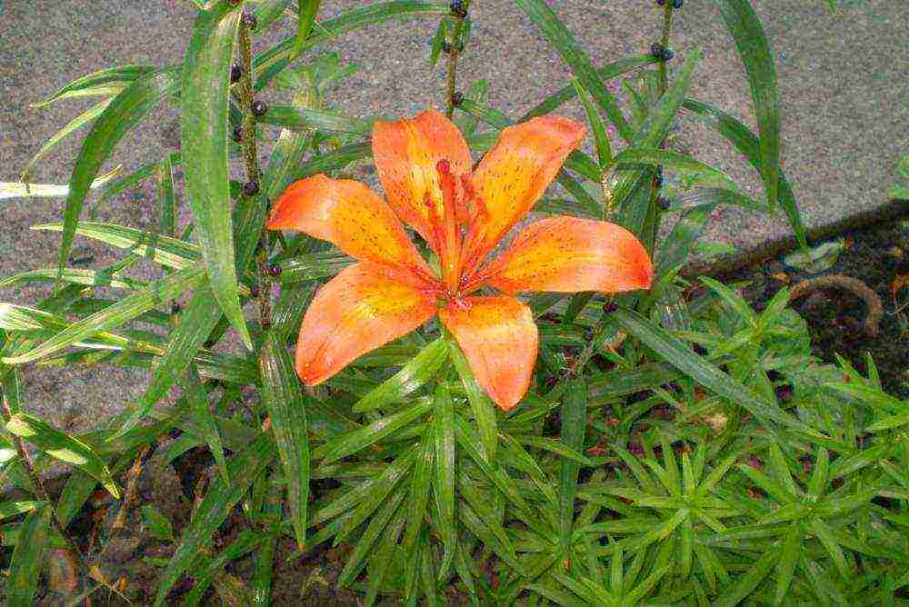 tiger lilies outdoor planting and care