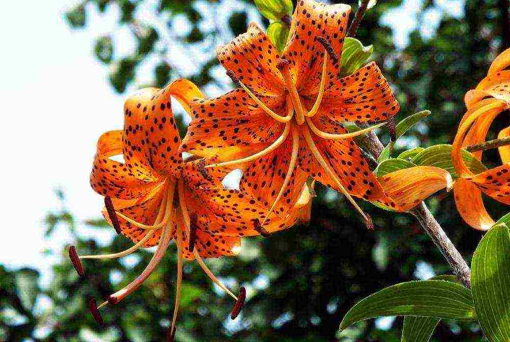 tiger lilies outdoor planting and care