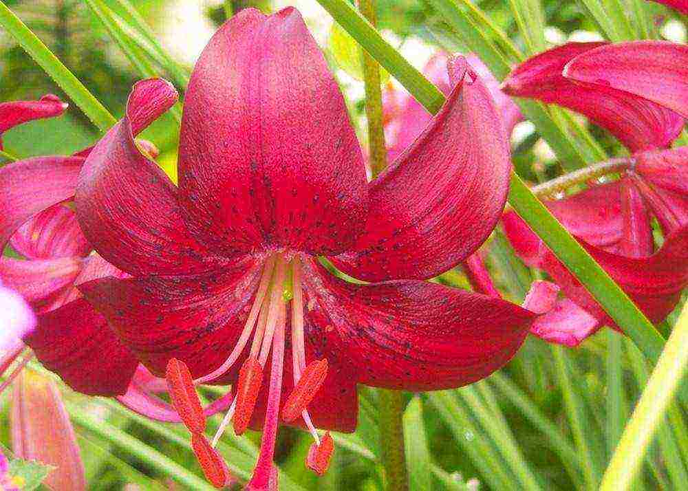 tiger lilies outdoor planting and care