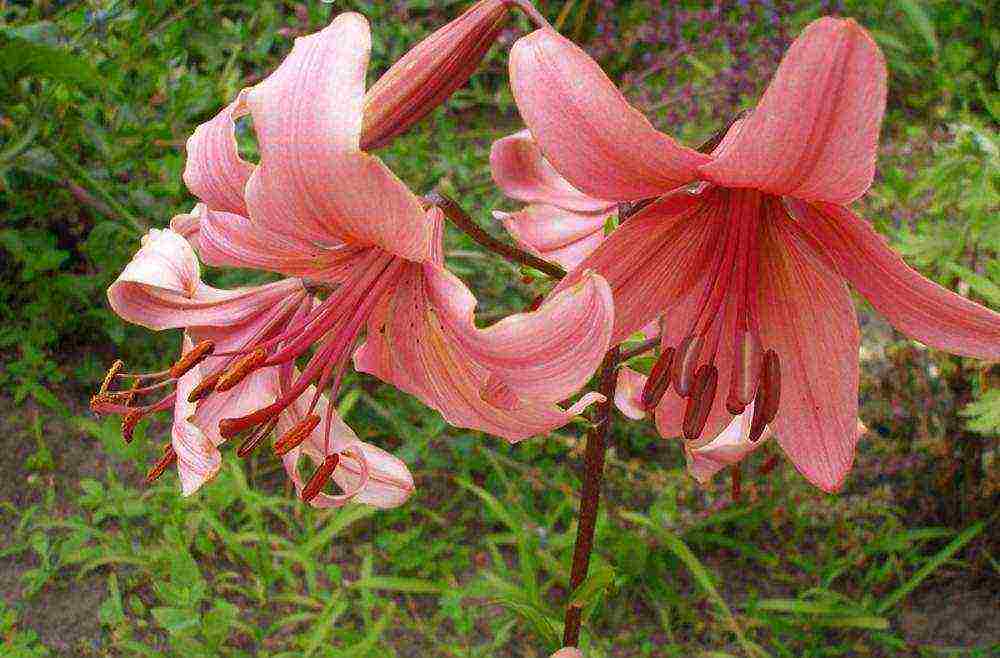 tiger lilies outdoor planting and care