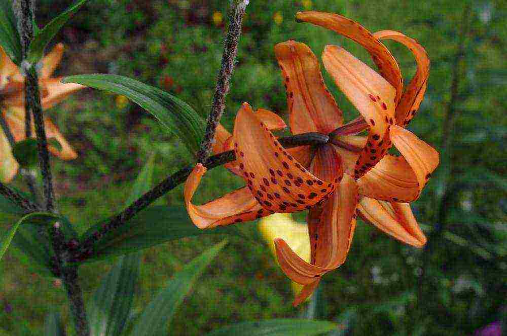 tiger lilies outdoor planting and care