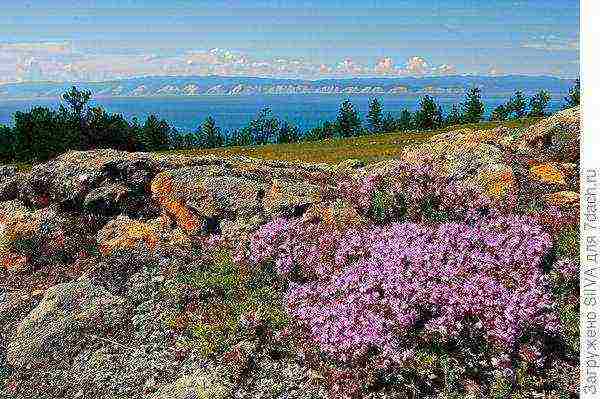 thyme ground cover planting and care in the open field