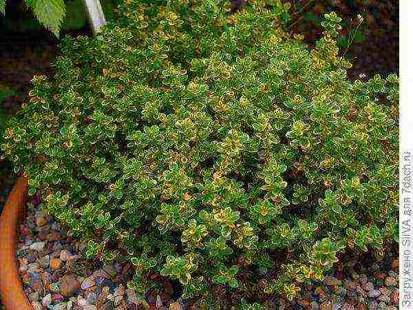 thyme ground cover planting and care in the open field