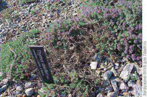 thyme ground cover planting and care in the open field