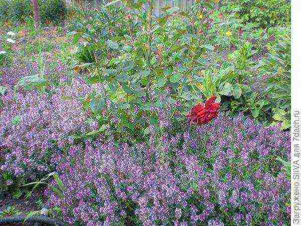 thyme ground cover planting and care in the open field