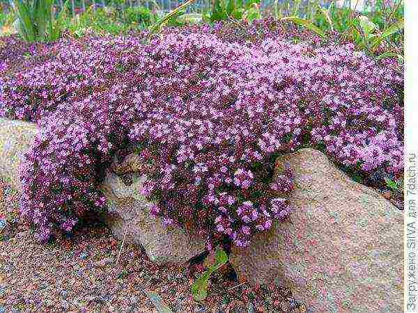 thyme ground cover planting and care in the open field