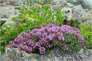 thyme ground cover planting and care in the open field