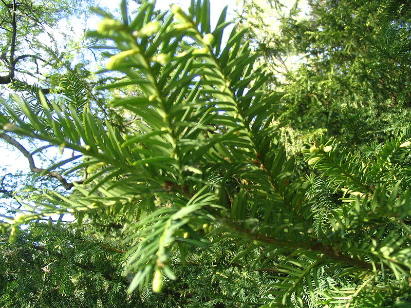 yew mid-rise and outdoor care