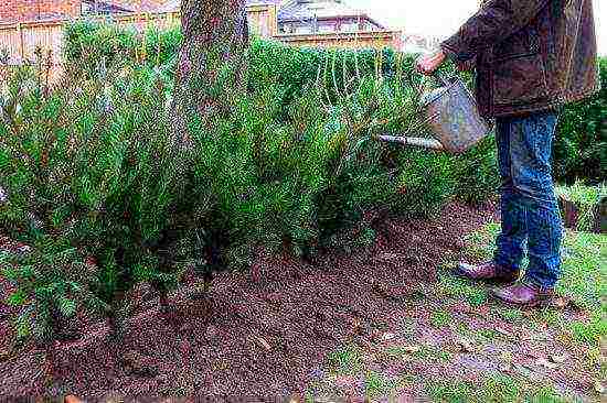 yew mid-rise and outdoor care