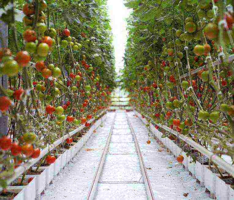 tomato best varieties