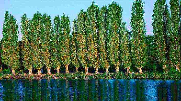 poplar pyramidal planting and care in the open field