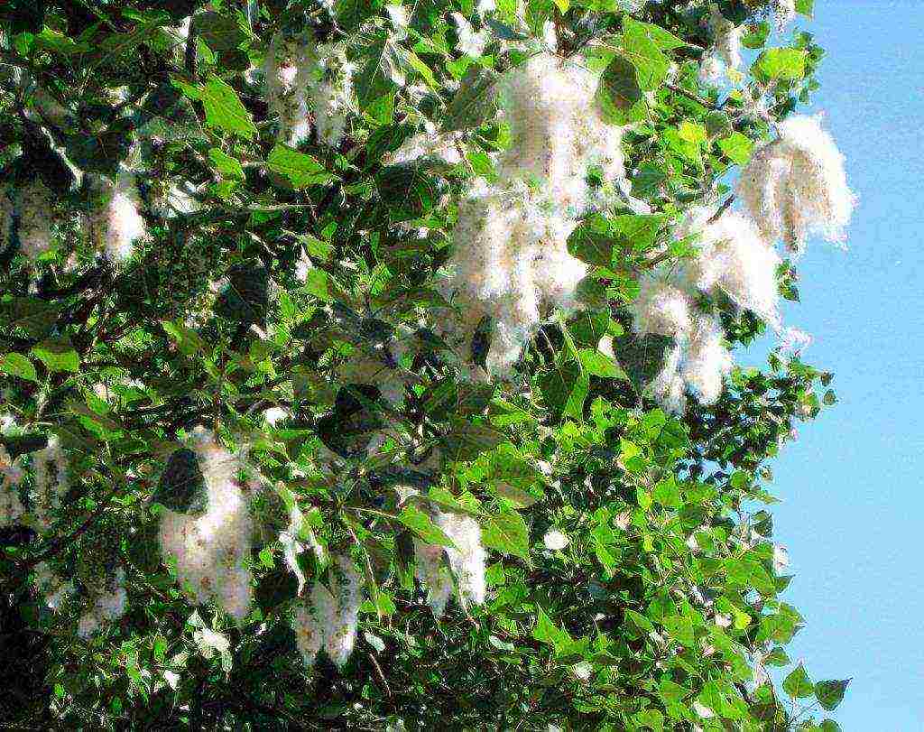 poplar pyramidal planting and care in the open field