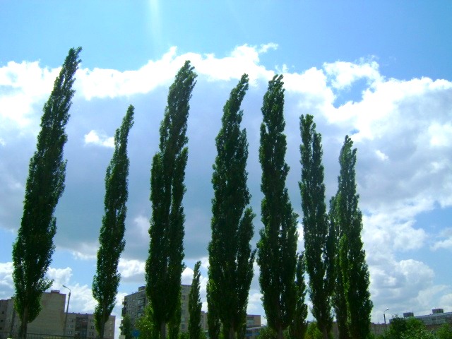 poplar pyramidal planting and care in the open field