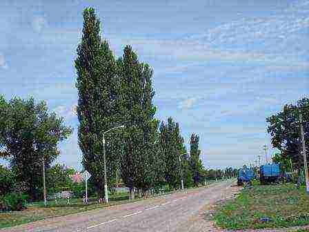 pagtatanim at pangangalaga ng poplar pyramidal sa bukas na bukid