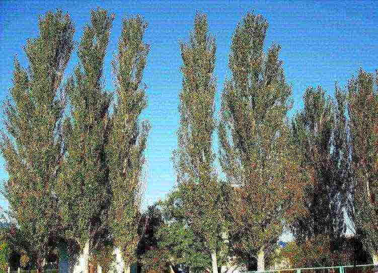 poplar pyramidal planting and care in the open field