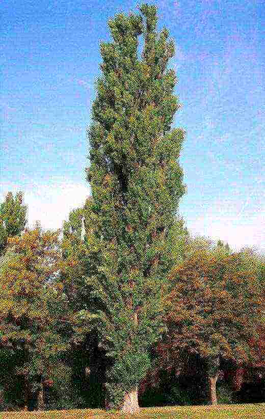 poplar pyramidal planting and care in the open field