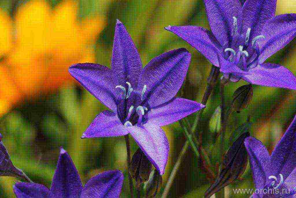 tritelia ore planting and care in the open field