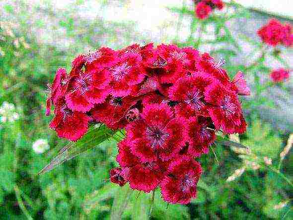 Ang Turkish perennial carnation na pagtatanim at pangangalaga sa bukas na larangan