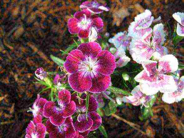 Turkish perennial carnation planting and care in the open field