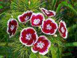 Ang Turkish perennial carnation na pagtatanim at pangangalaga sa bukas na larangan