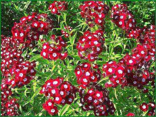 Turkish perennial carnation planting and care in the open field