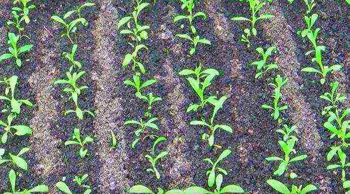 Turkish perennial carnation planting and care in the open field