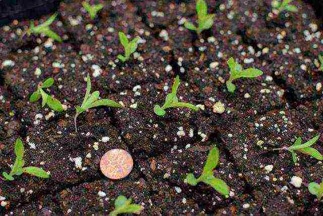 Ang Turkish perennial carnation na pagtatanim at pangangalaga sa bukas na larangan