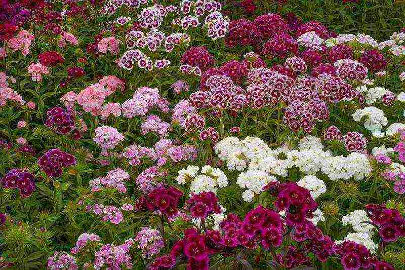 Turkish perennial carnation planting and care in the open field