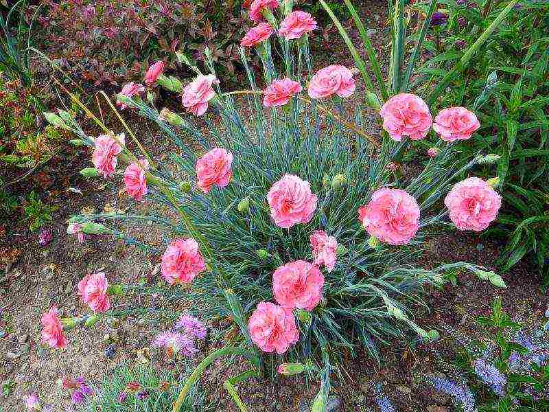 Turkish perennial carnation planting and care in the open field
