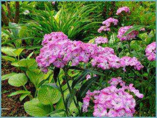 Ang Turkish perennial carnation na pagtatanim at pangangalaga sa bukas na larangan