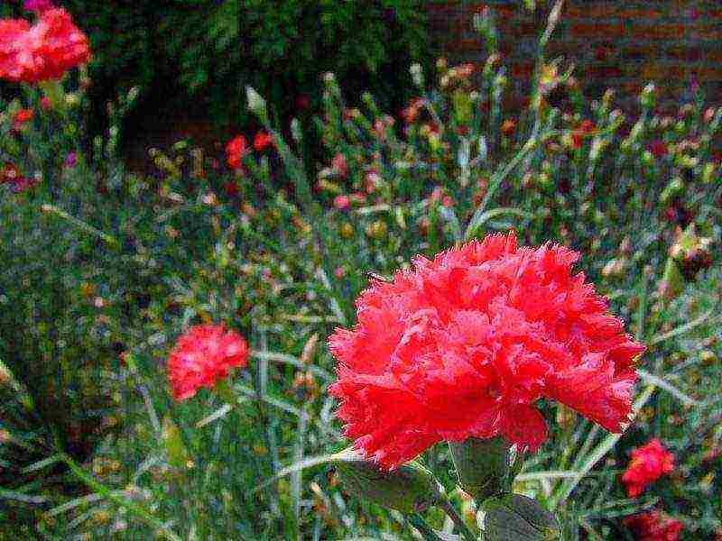 Turkish perennial carnation planting and care in the open field