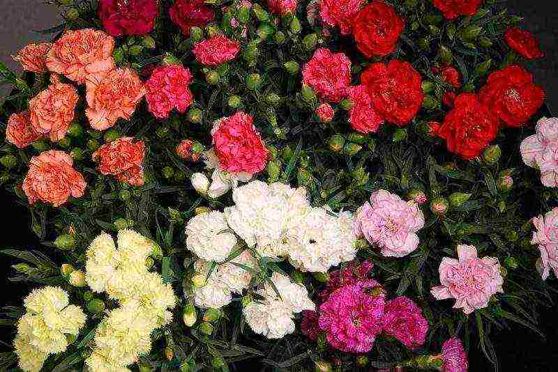 Turkish perennial carnation planting and care in the open field