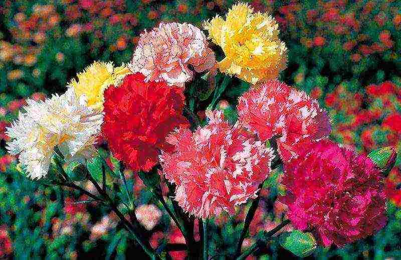 Turkish perennial carnation planting and care in the open field