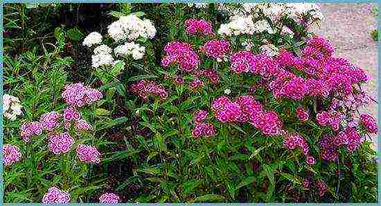 Ang Turkish perennial carnation na pagtatanim at pangangalaga sa bukas na larangan