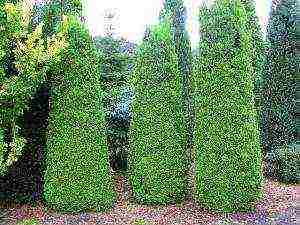 thuja columnar planting and care in the open field