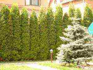 thuja columnar planting and care in the open field