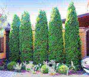 thuja columnar planting and care in the open field