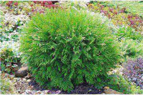 الزراعة العمودي thuja والعناية في الحقل المفتوح