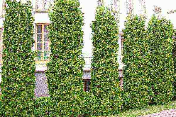 thuja haligi pagtatanim at pag-aalaga sa bukas na patlang